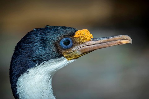 Imperial shag (Phalacrocorax atriceps)