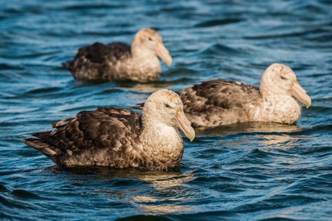 Southern giant petrels (Macronectes giganteus)