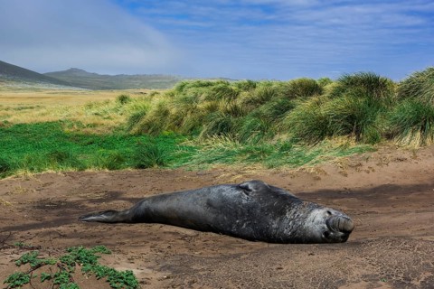 Southern elephant seal (Mirounga leonina)