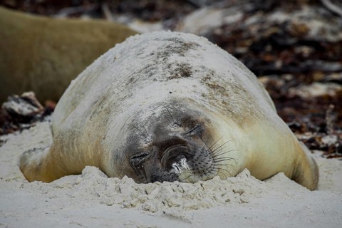 Southern elephant seal (Mirounga leonina)