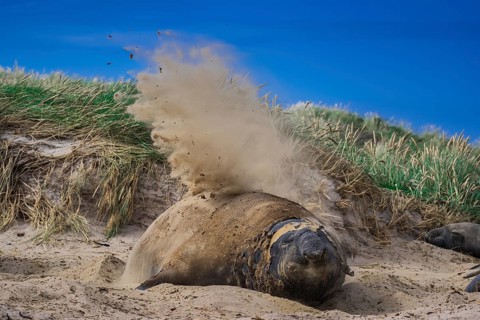 Southern elephant seal (Mirounga leonina)