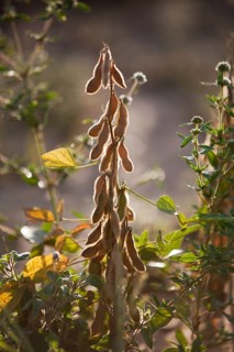 Mature Soybean ready to Harvest near Luis Eduardo Magalhaes