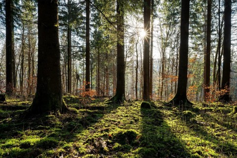 Spruce forest (Picea abies) in backlight with sun star