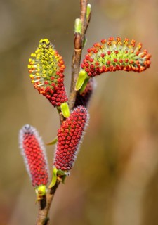 Male flower catkins of Purple willow (Salix purpurea)
