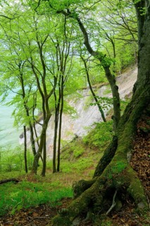 Booking (Fagus sylvatica) on the chalk coast in the Jasmund National Park on the island of Ruegen in spring