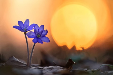 Two (Hepatica nobilis ) in front of sunset