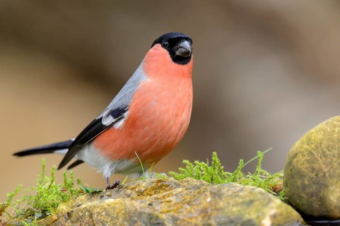 Male (Pyrrhula pyrrhula) in jewellery dress