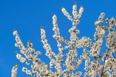 Flowering cherry tree