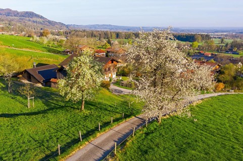 Blossoming fruit trees
