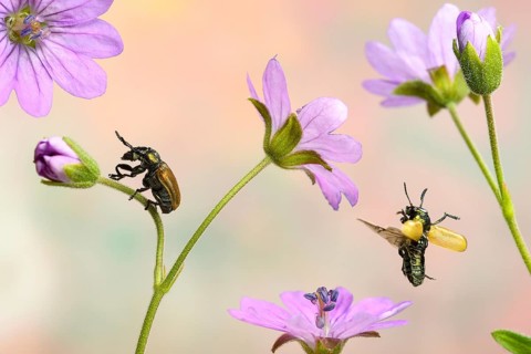 Labidostomis longimana (Labidostomis longimana) on the flower of the cranesbill (Geranium molle)