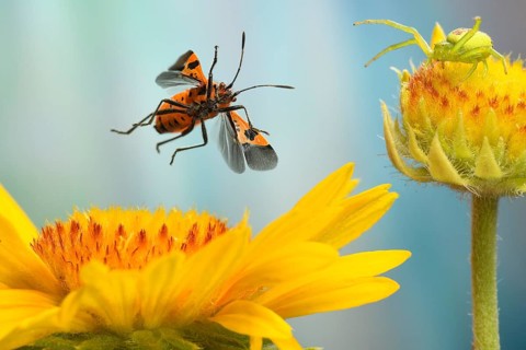 Corizus hyoscyami (Corizus hyoscyami) flies over the flower of a (Gaillardia)