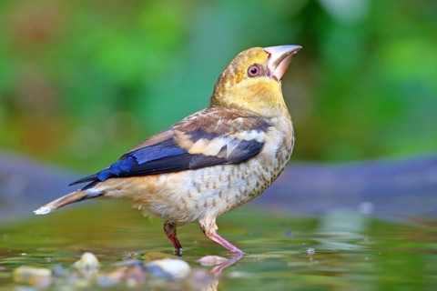 Hawfinch (Coccothraustes coccothraustes )