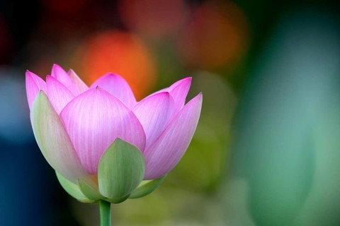 Pink lotus flower (Nelumbo nucifera)