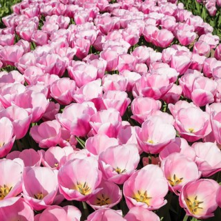 Tulip fields in spring