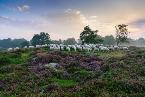 Shepherd with a flock of sheep in the heath at the Thuelsfeld dam at sunrise in the fog