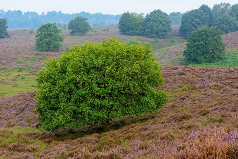 Oak in blooming heath with fog in the valleys
