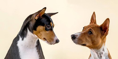Basenji or Congo Terrier (Canis lupus familiaris)