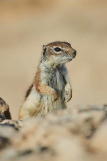 Barbary ground squirrel (Atlantoxerus getulus )
