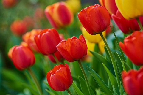 Didier's tulip or garden tulip (Tulipa gesneriana) blossoms