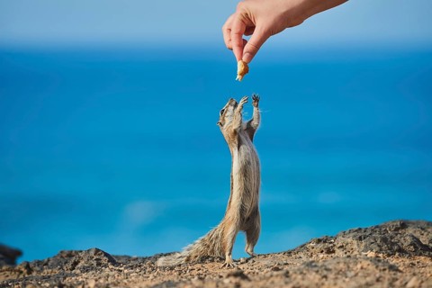 Barbary ground squirrel (Atlantoxerus getulus ) is fed