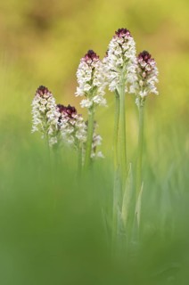 Burnt-tip orchid (Neotinea ustulata) blooms on a meadow