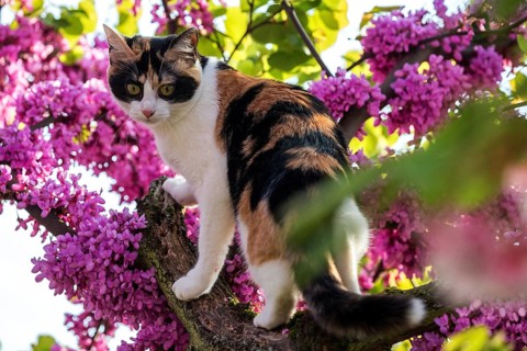 Cat (Felis catus)