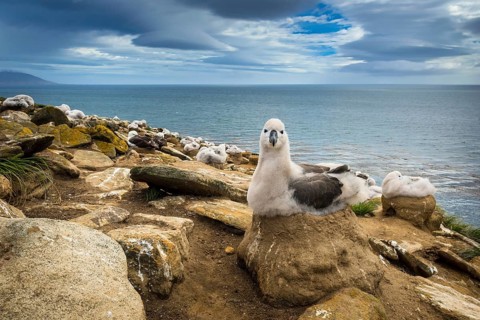 Black-browed Albatross (Thalassarche melanophris) chick on its nest