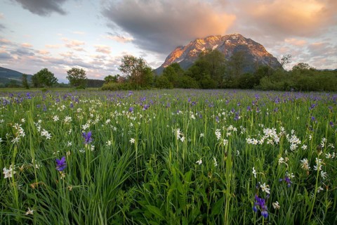 Meadow with white mountain daffodils (Narcissus radiiflorus) and Siberian iris (Iris sibirica)