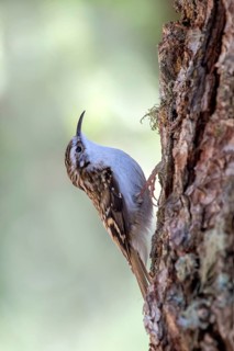 Eurasian Treecreeper (Certhia familiaris)