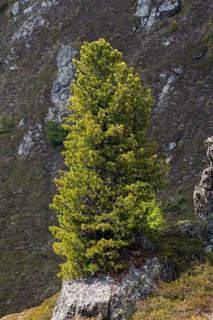 Swiss pine or (Pinus cembra) grows on a rocky mountain slope