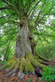 Old gnarled beech (Fagus sylvatica)