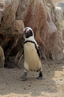 African penguin (Spheniscus demersus)