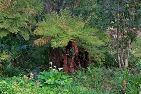 Cape Beaker Fern