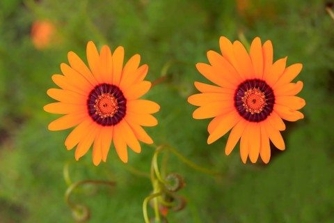 Namaqua parachute daisy (Ursinia calenduliflora )