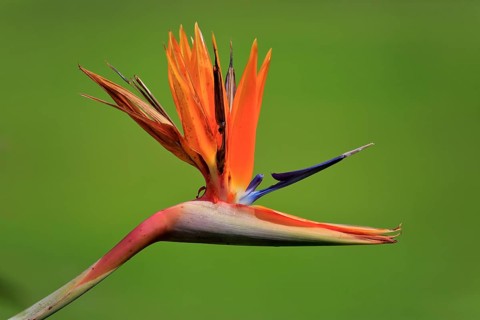Strelitzia (Strelitzia reginae)