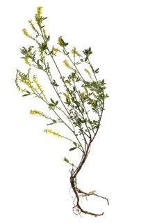 Yellow sweet clover (Melilotus officinalis) on white background