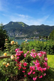 Rose hedge in the district of Brunnwinkl