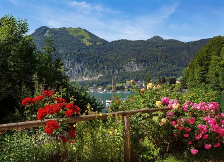 Rose hedge in the district of Brunnwinkl