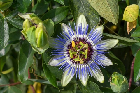 Flower of a Blue Passion Flower (Passiflora caerulea)