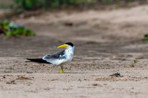 Large-billed tern