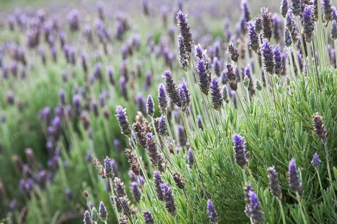 Lavender plantation at the eco farm Sao Benedito