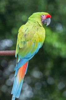 Military macaw (Ara militaris)
