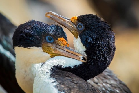 Blue-eyed cormorants (Leucocarbo atriceps or Phalacrocorax atriceps) also Antarctic cormorant