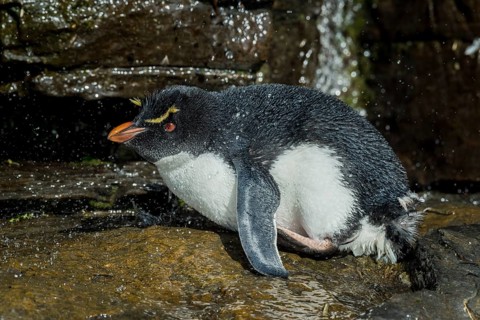 Rockhopper Penguin (Eudyptes chrysocome) cleans its plumage at a fresh water site