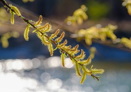 Willow catkin of the White willow (Salix alba)
