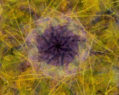 Autumn mosaic
