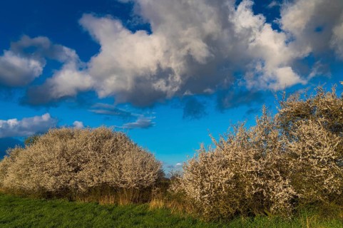 Cloud formation over a blooming sloe hedge in spring