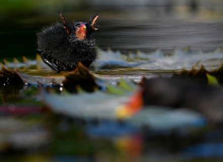 Common moorhen (Gallinula chloropus )