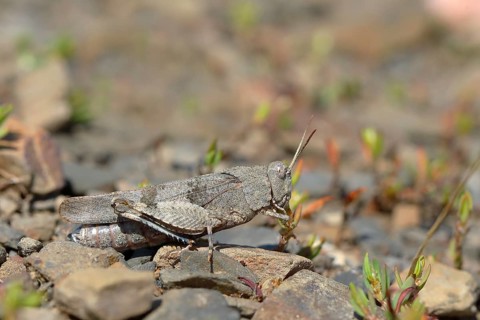 Blue-winged grasshopper (Oedipoda caerulescens ) Ehringshausen
