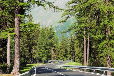 Alpine road through the forest